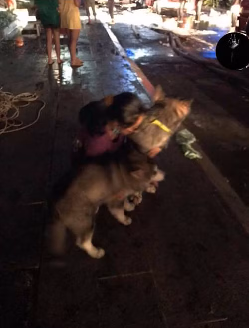 All saved:&nbsp;Xuka and her pup were brought outside of the building.