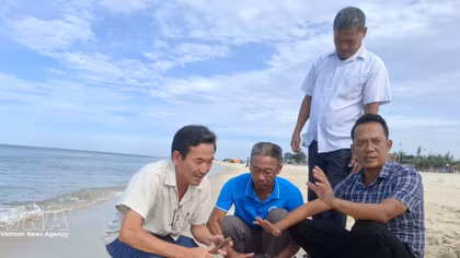Rare green sea turtle released back into the wild in Quang Tri