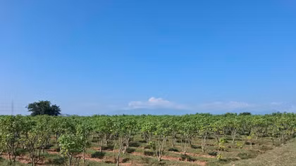 Vietnam – a potential regional supply hub for Jatropha seed oil