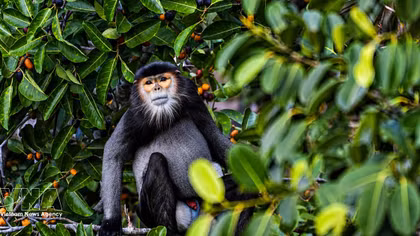 Measures suggested to conserve black-shanked doucs on Ba Den Mountain