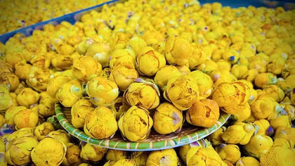 Science, technology seen as lever for medicinal plant industry