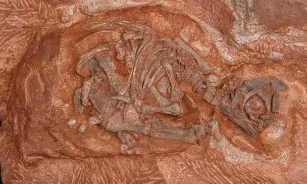 The embryonic skeleton of the dinosaur Massospondylus Photograph: D Scott/PA