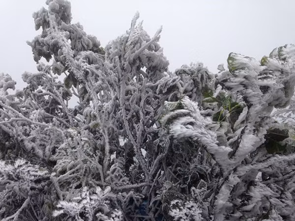 Ice and snow covered Mau Son mountain in the northern mountainous province of Lang Son early this morning (January 31) as the outdoor temperature plunged to 0 degrees Celsius.
