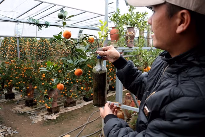 There are 3 popular plants in Tet, namely: peach flower, ochna integerrima and kumquat tree.