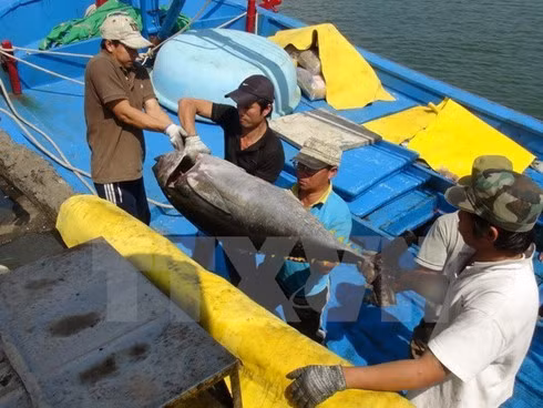 The cooperative groups were set up in 2012 with a view to sharing experience, helping fishermen sell products, and minimising risks at sea.