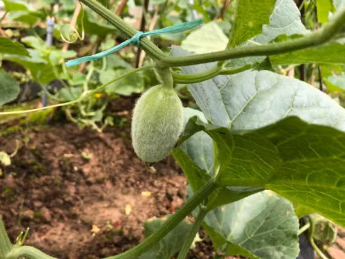 Big difficulties discourage agriculture startups ảnh 1