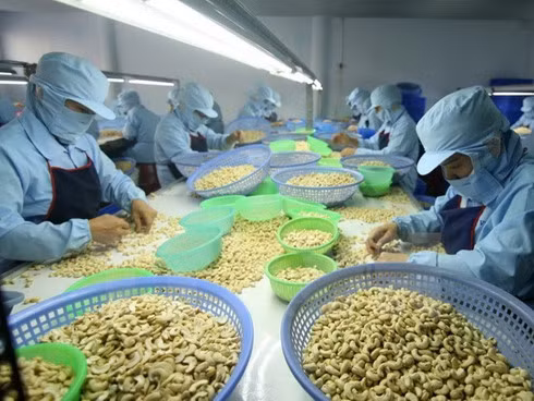 Ten-month cashew export enjoys robust growth. (Photo: Internet)