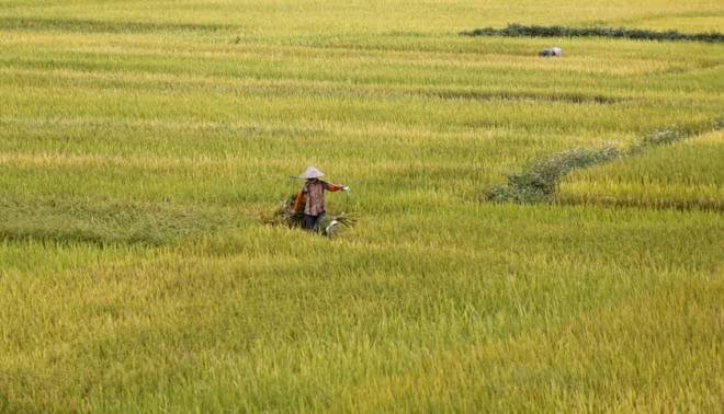 Farmers harvest rice at a paddy field in Ninh Binh province, south of Hanoi. Photo by Reuters