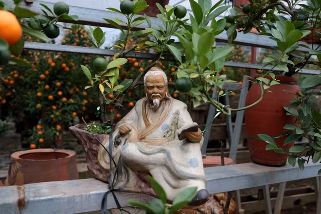 In recent years, kumquat trees have been grown in ceramic pots and vases by gardeners in Tu Lien (Tay Ho district, Hanoi city).