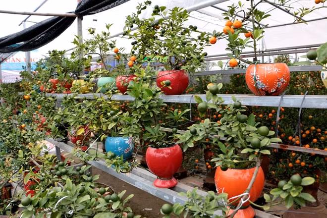 However, a few gardeners have decided to plant kumquat in glass bottles.