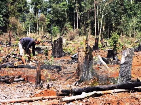 Central Highlands halt licensing forest conversion projects ảnh 1