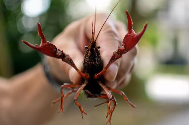 Currently, crawfish that is not on the list of aquaculture species allowed to be traded in Vietnam is publicly posted for sale on several websites.