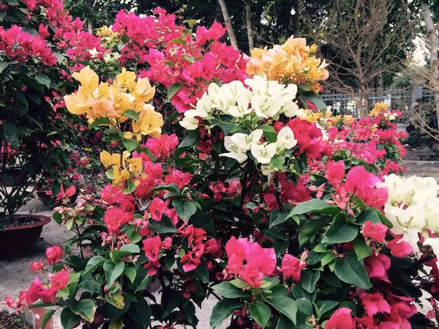 • A variety of trees and flowers for sale at the flower market.
