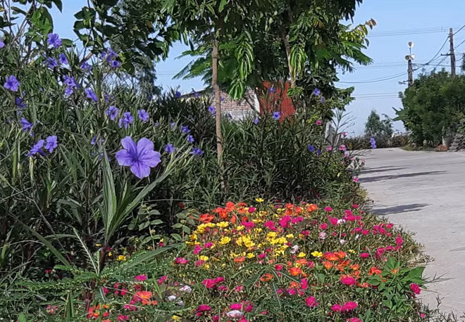Flowers along the two sides of the village road.