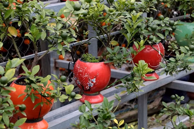 A small but lovely kumquat tree with many pieces of fruit will make a house brighter and warmer, especially in the cold weather of Tet.