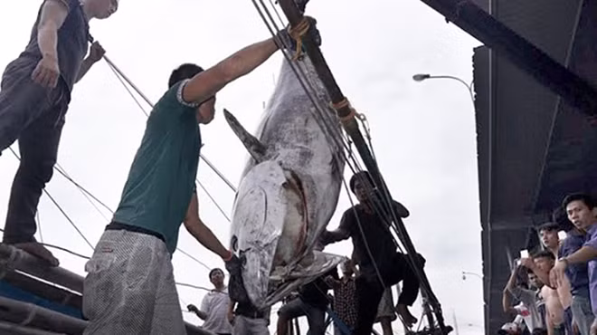 A fisherman in Khanh Hoa province caught a 307kg bluefin tuna. This fish has just been confirmed as the biggest bluefin tuna by the Vietnam Record.