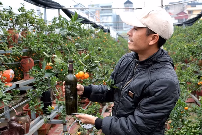 Kumquat trees are bent and raised carefully. Gardeners choose small trees to put into glass bottles with soil.