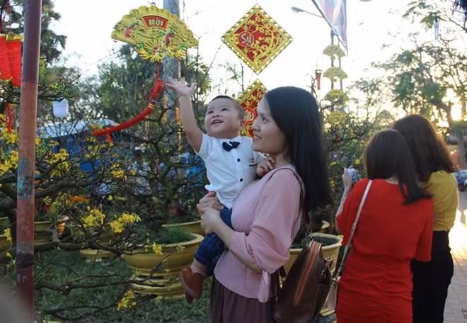 The yellow ochna blossoms are the flowers that every Hue resident wants to take home for Tet.