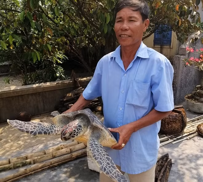 The rare turtle trapped in Phan Thanh Giang's fishing net.
