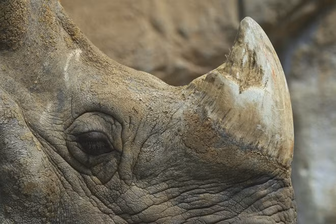 Police in the southern province of Tay Ninh have detained three Vietnamese men for smuggling rhino horn, according to Vietnam News Agency.