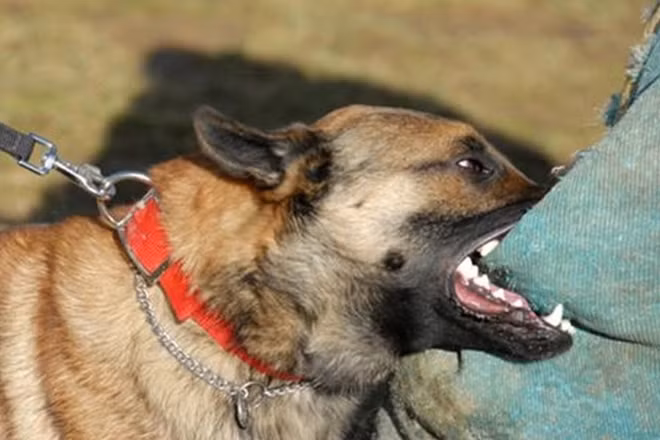 Ministry of Health: 63 people died of rabies in 2017.