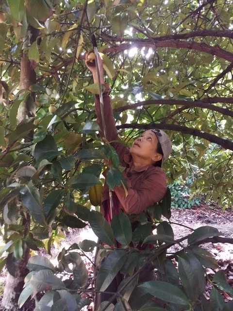 Harvesting mangosteen in Binh Duong province (Photo: VNA)