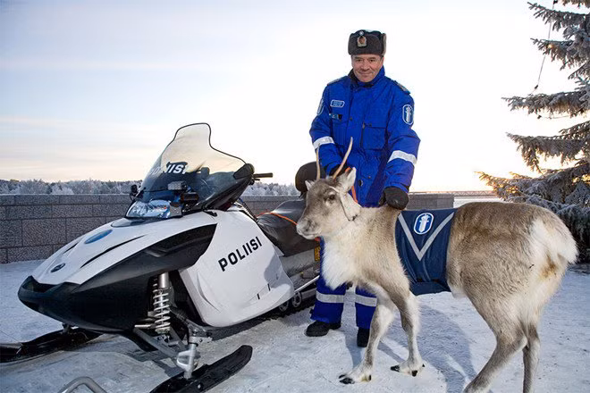 In a cold country like Finland, animal like reindeer is obviously welcomed to join the police force In a cold country like Finland, animal like reindeer is obviously welcomed to join the police force