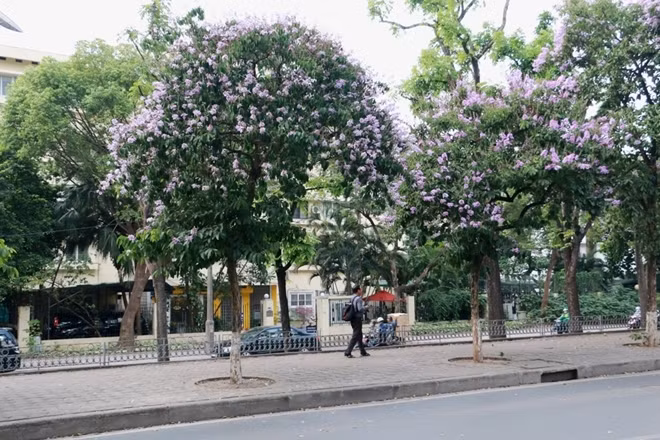 Purple crape myrtle flower has changed the color of Hanoi streets.