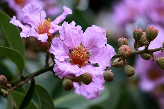 The flower usually blooms early in the summer but withers very quickly.