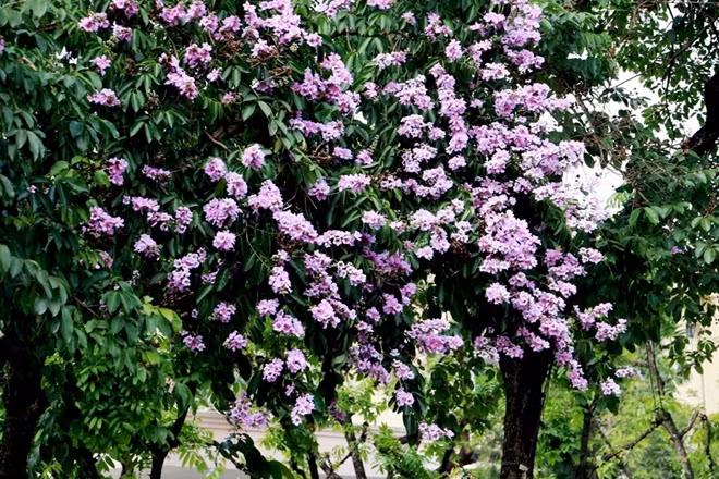 At the beginning of May, purple crape myrtle starts blooming as an "alarm clock" heralding that summer has come.