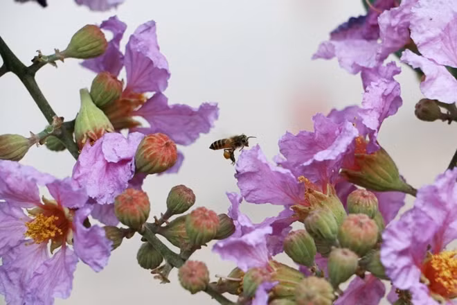 Crape myrtle flowers often grow in raceme but the flower’s color may vary from purple to light violet.