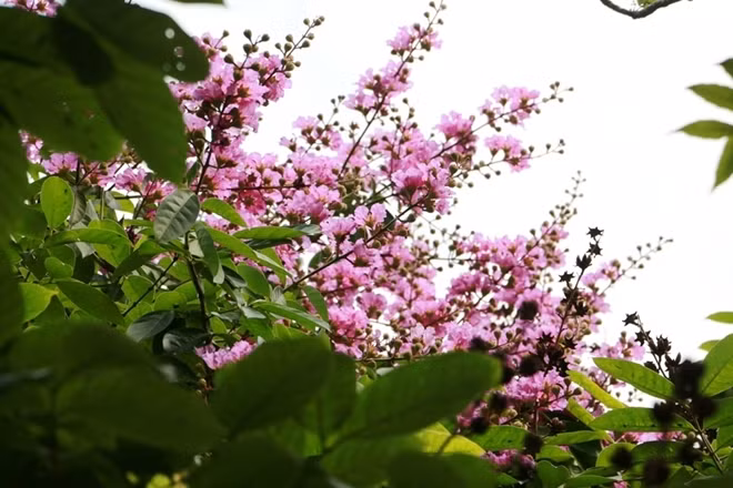 Purple crape myrtle flower holds a sacred meaning to students as it always accompanies with them till the end of a school year.