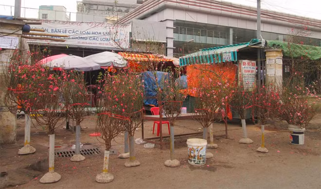 Peach flowers are selling with cheap prices