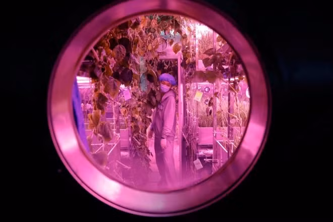 A volunteer checks on plants inside a simulated space cabin in which he temporarily lives with others as a part of the scientistic Lunar Palace 365 Project, at Beihang University in Beijing, China July 9, 2017. REUTERS/Damir Sagolj