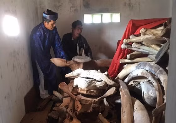 The central island district of Ly Son, 30km off the coast of central Quang Ngai province, is planning to preserve the largest whale skeleton ever found off its coast later this year (Photo: laodong.vn)