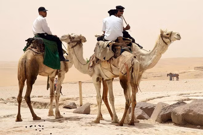 Egypt police usually using camel while on duty. Desert? No scare! Egypt police usually using camel while on duty. Desert? No scare!