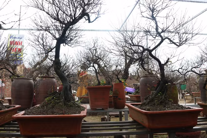 Currently, some white apricot trees in the garden of Mr. Viet are blooming and the bloom can last for 1 to 2 months.
