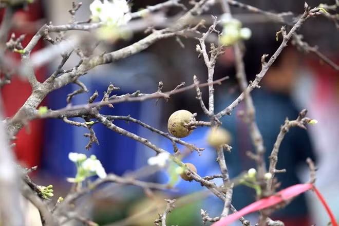 What interests Hanoians is that purely white pear blossoms come out of mossy and barren branches of the ten-year-old wild pear tree.