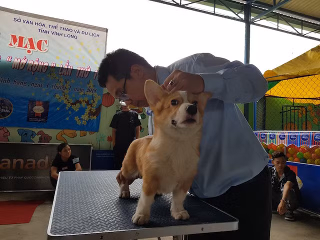 All "contestants" are vaccinated and being taken to the contest by its owner. The participating dogs are divided into 3 groups: under 10 kg (mini group), over 10 kg (medium group) and indigenous dogs.