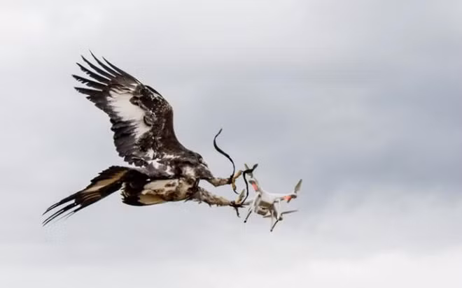 The bird grabs the drone. Photo: GETTY IMAGES