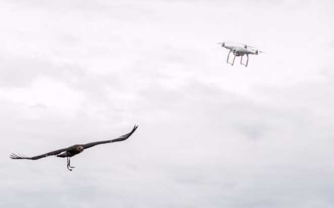 An eagle trained in intercepting drones flys towards an airborne drone during an exercise Photo: GETTY IMAGES