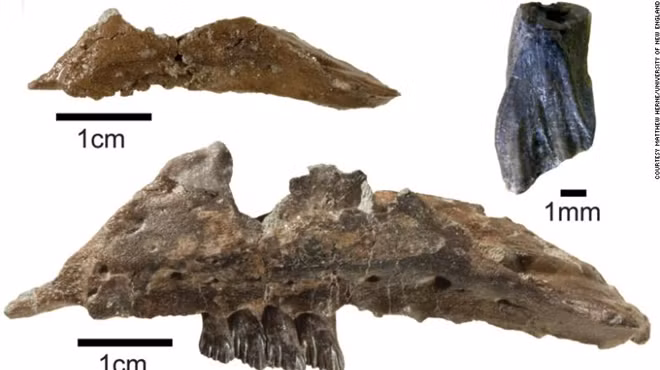 Fossils and a 3D CT model of the newly named dinosaur Galleonosaurus dorisae.