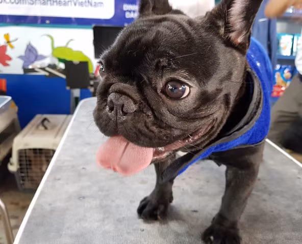 Let’s have a look at the beauty of some dogs at the contest!