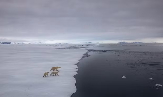 Polar bears on sea ice: the loss of the Greenland ice sheet could disrupt the Gulf Stream, which would in turn raise sea levels and accelerate Antarctic ice loss. Photograph: Paul Goldstein/Cover Images