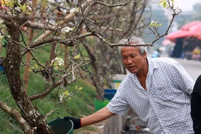 A pear blossom branch costs from 500,000 VND to 5 million VND, depending on its age and shape. A nicely-shaped old-age pear blossom branch can be sold at tens of millions of VND.