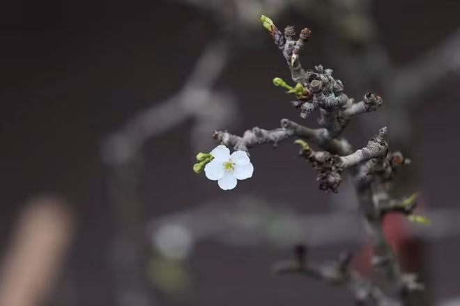 According to pear blossom sellers in Quang An flower market, the number of pear blossom buyers increases year by year, which is why this blossom is still in high demand although it is very expensive.