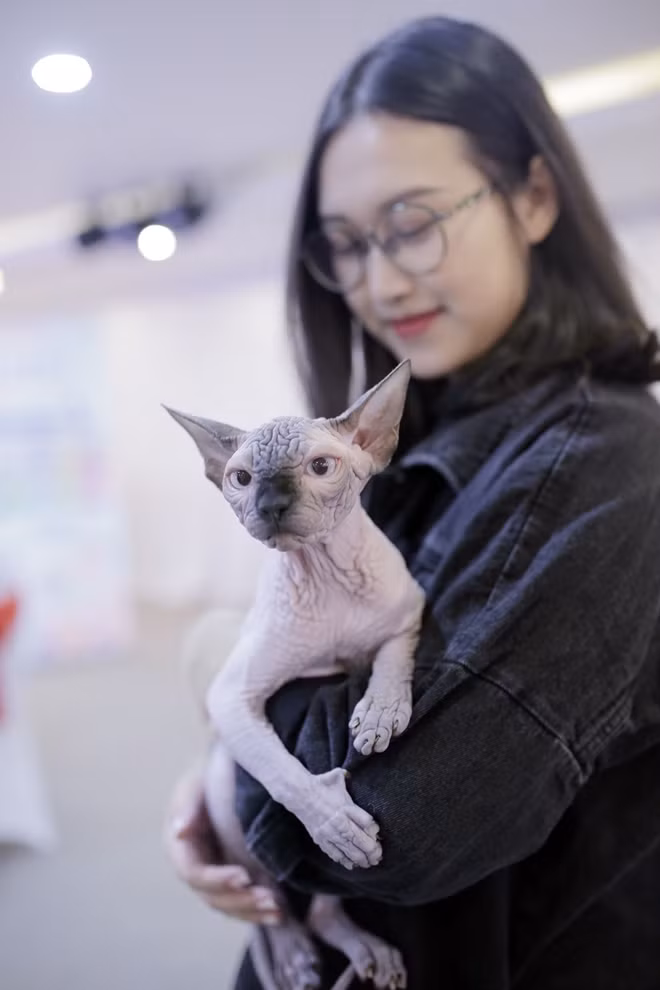 First ever cat show organized in Hanoi ảnh 7