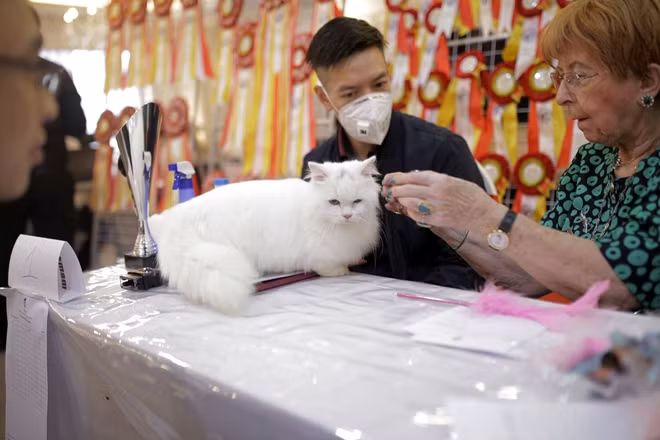 First ever cat show organized in Hanoi ảnh 9