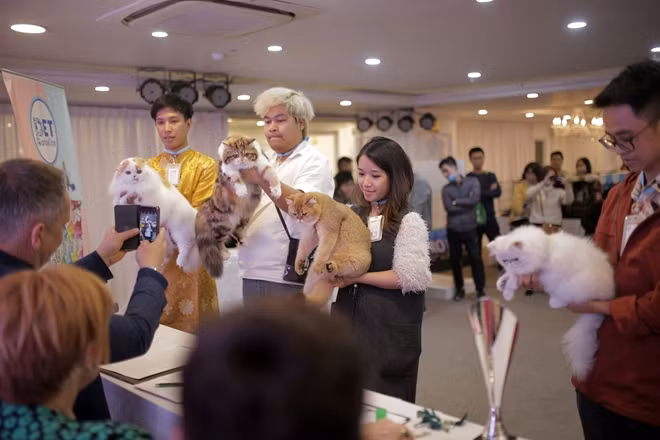 First ever cat show organized in Hanoi ảnh 10