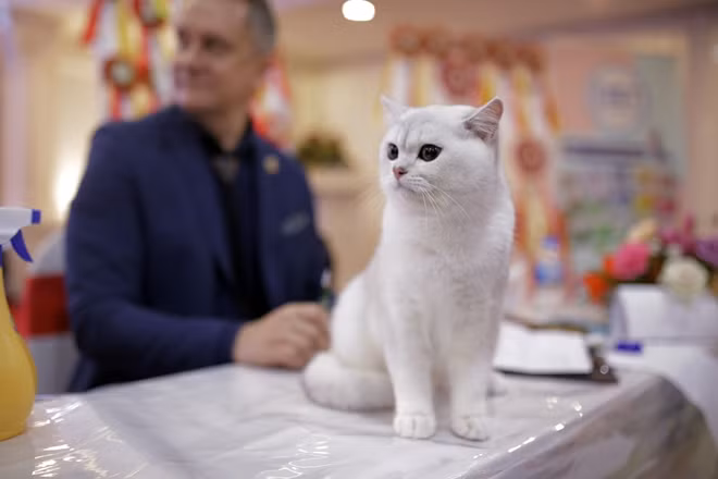 First ever cat show organized in Hanoi ảnh 4